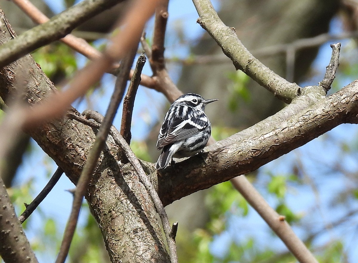 Black-and-white Warbler - ML618401656