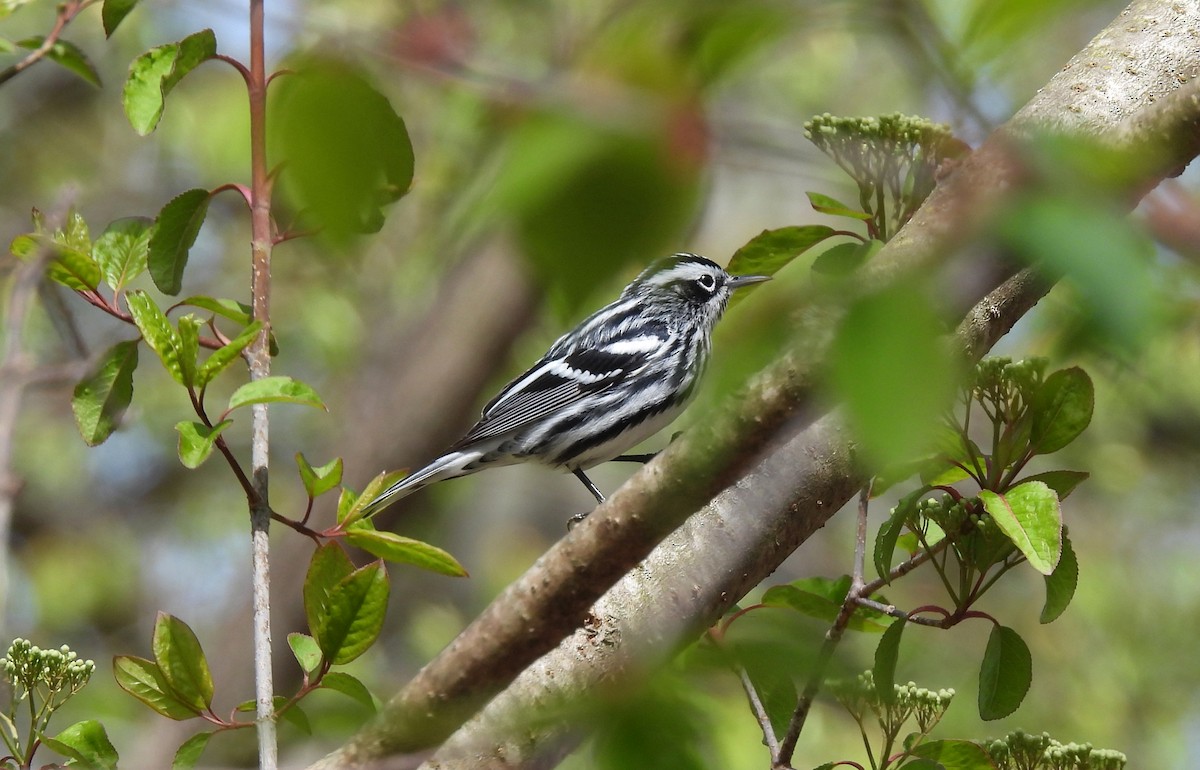 Black-and-white Warbler - ML618401668