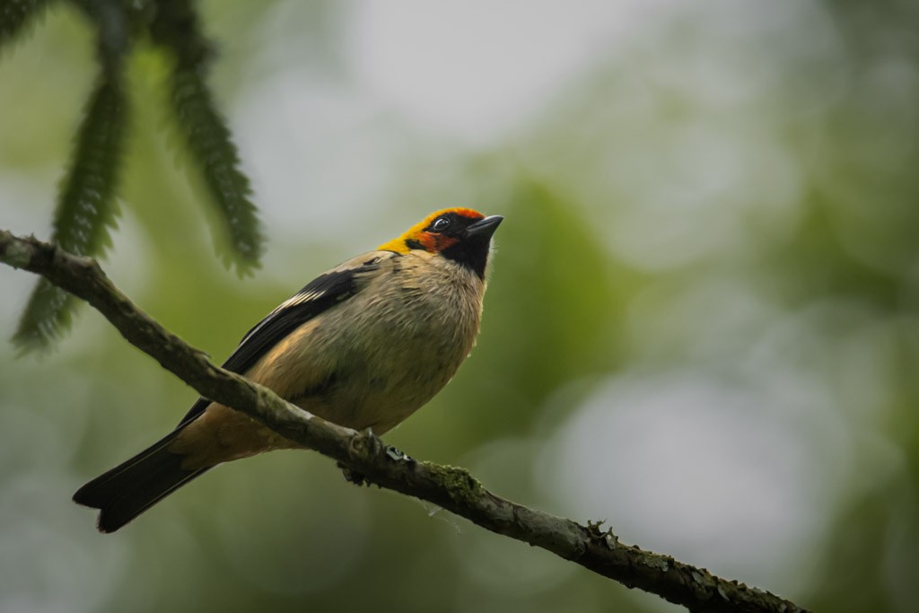 Flame-faced Tanager - ML618401684