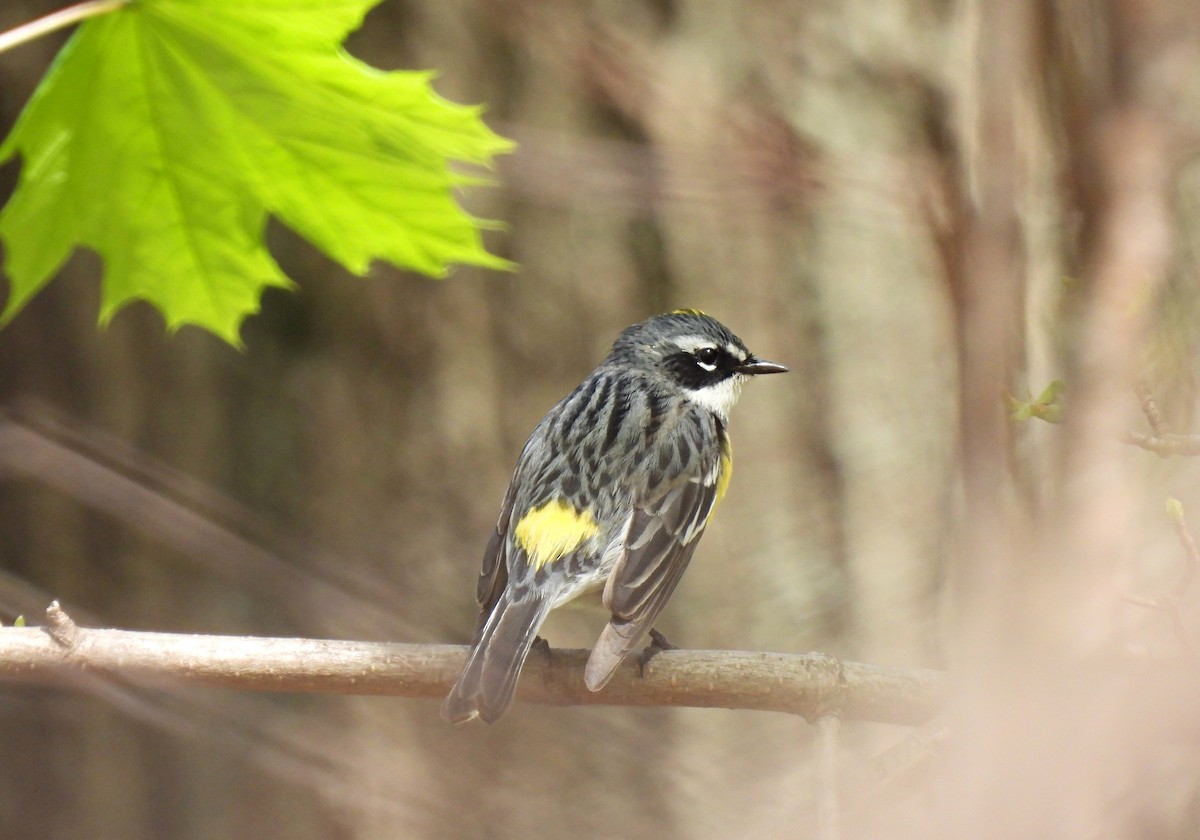 Yellow-rumped Warbler (Myrtle) - ML618401689
