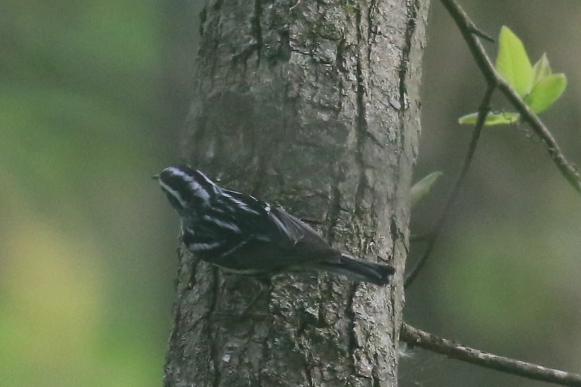 Black-and-white Warbler - ML618401716