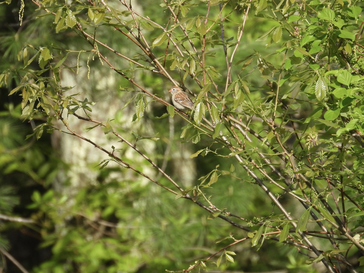 Field Sparrow - Tracy Mosebey