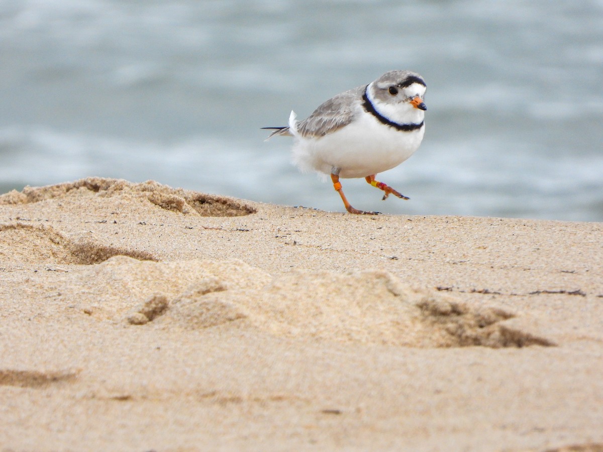 Piping Plover - ML618401733