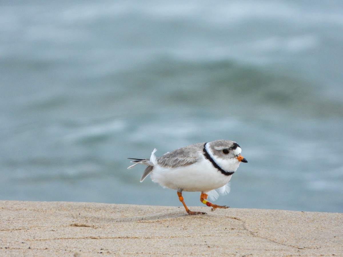 Piping Plover - ML618401734