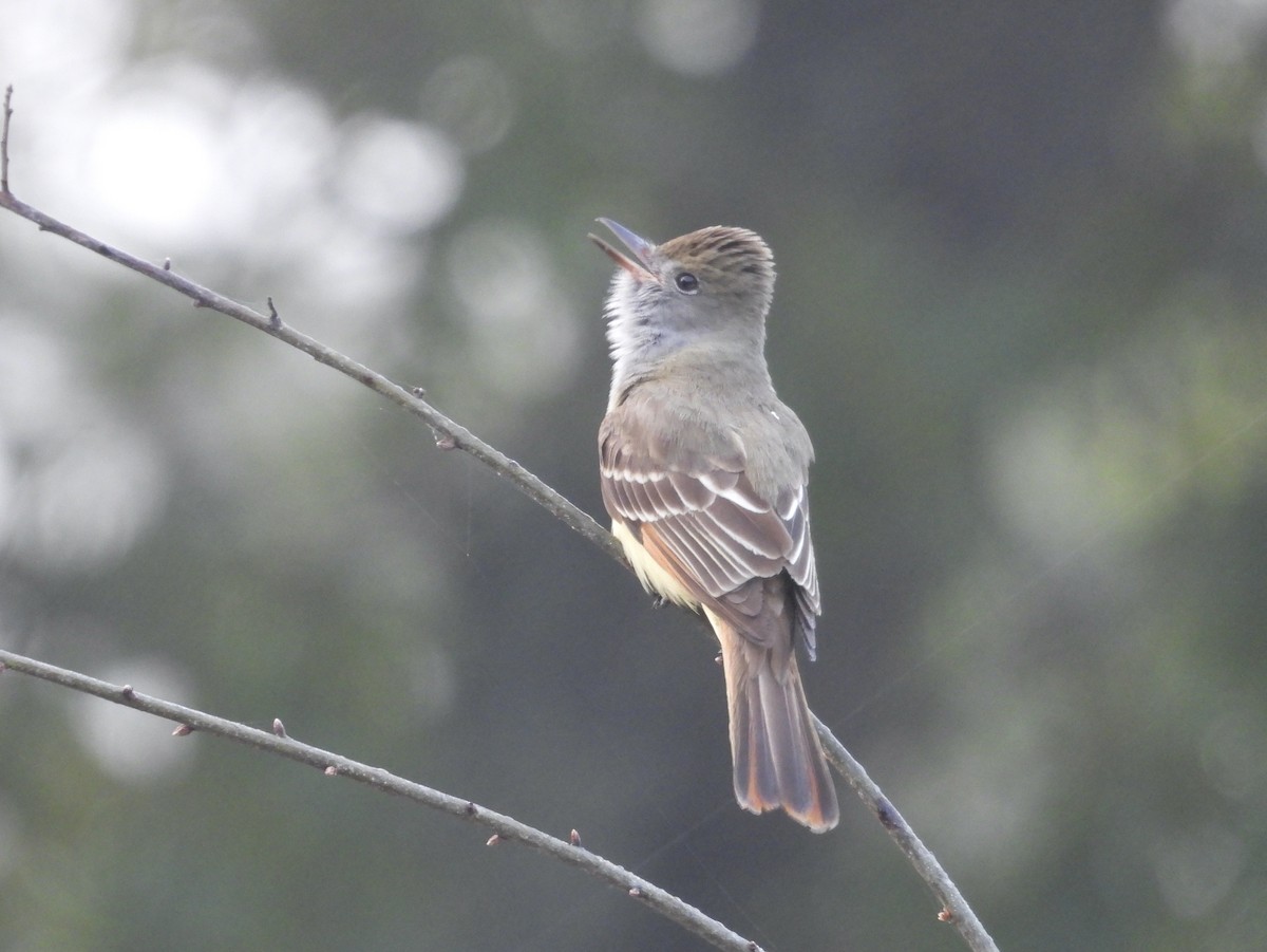 Great Crested Flycatcher - ML618401769