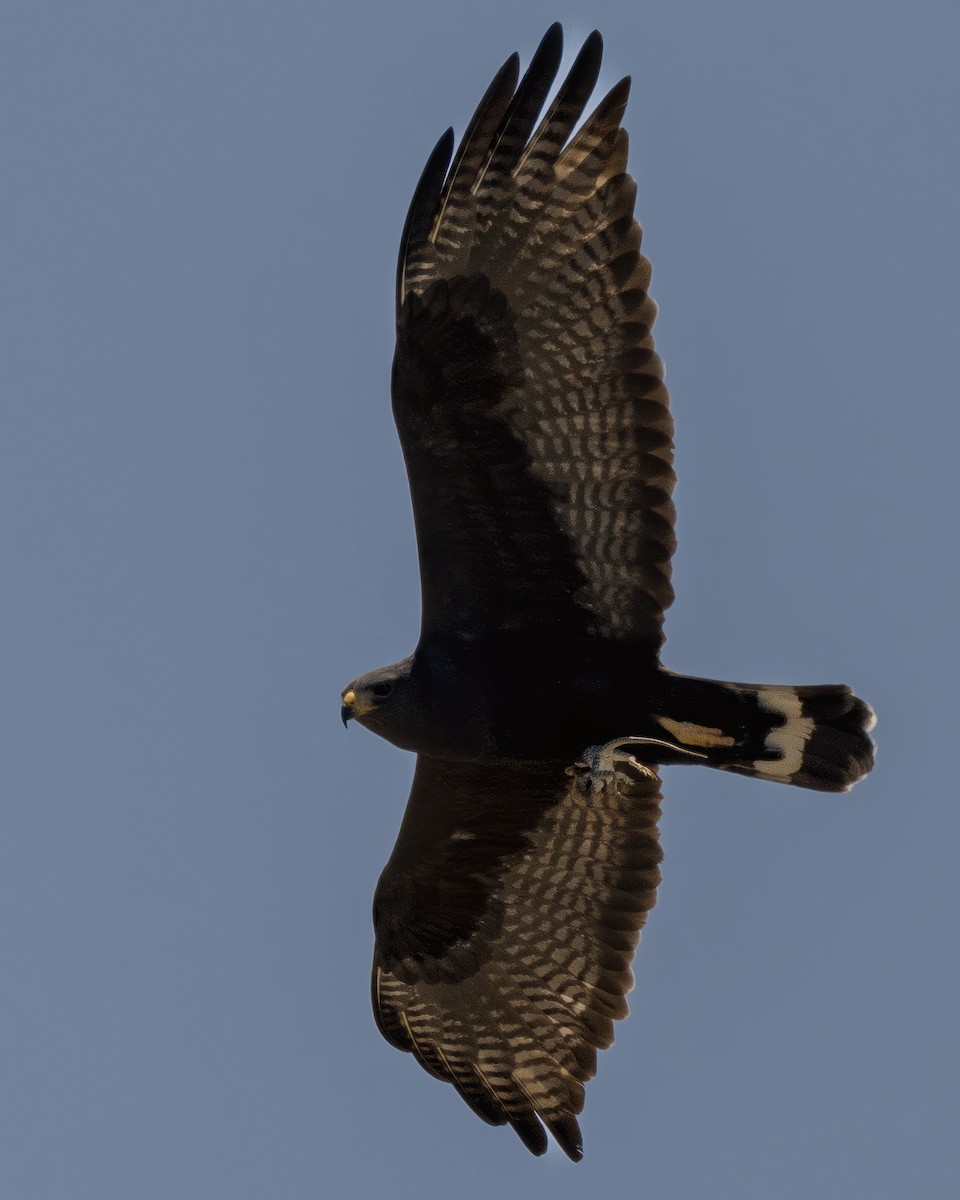 Zone-tailed Hawk - Anonymous