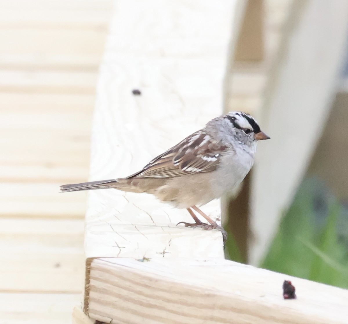 White-crowned Sparrow - ML618401811