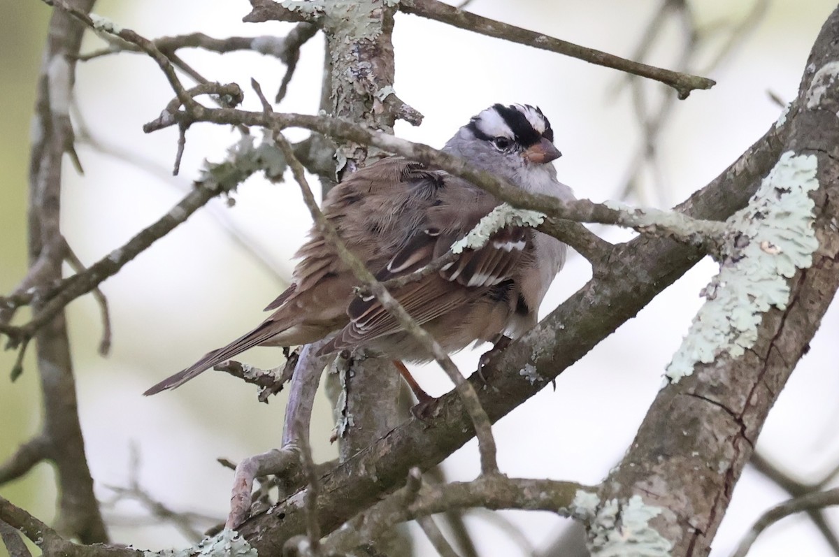 White-crowned Sparrow - ML618401812