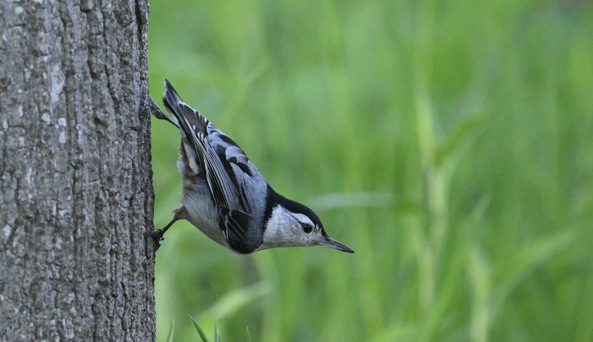 White-breasted Nuthatch - ML618401837
