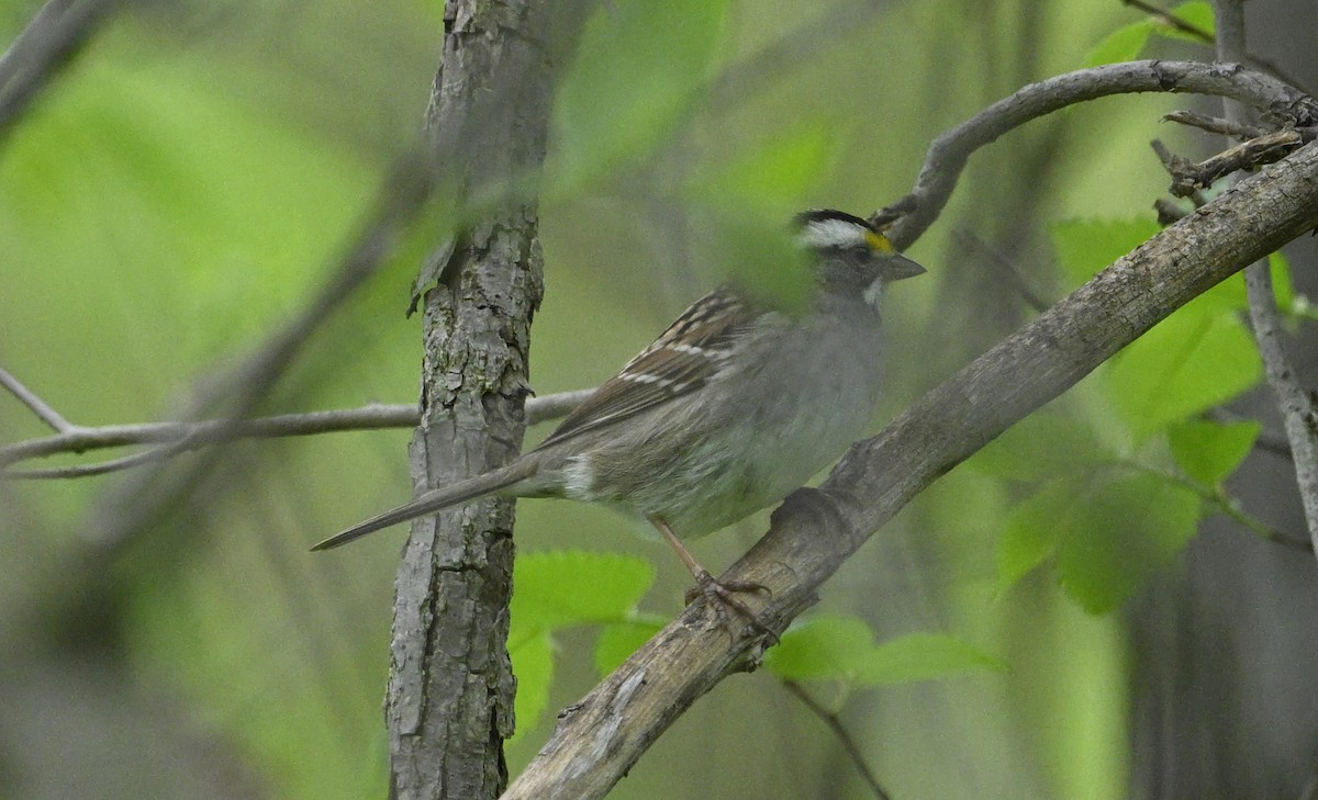 White-crowned Sparrow - ML618401856