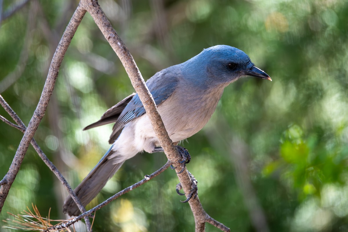 Mexican Jay - ML618401860