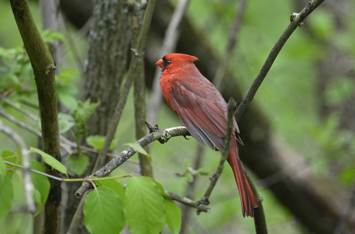 Cardinal rouge - ML618401868