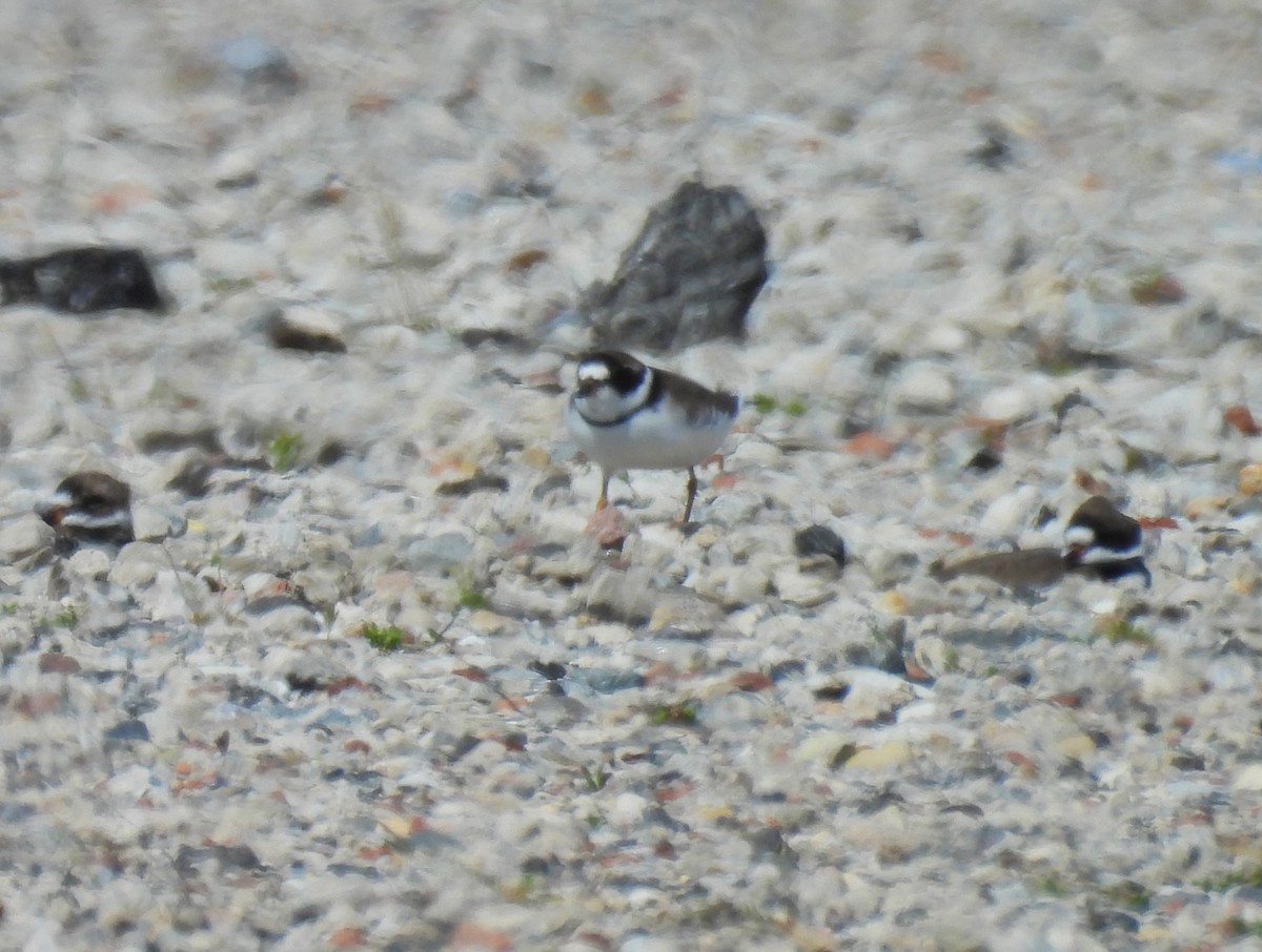 Semipalmated Plover - ML618401869