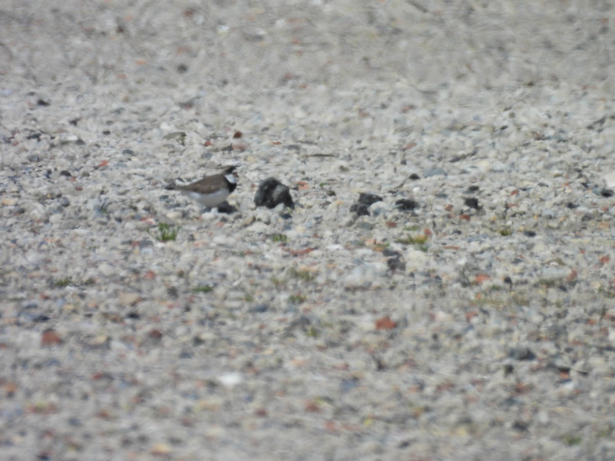 Semipalmated Plover - ML618401870