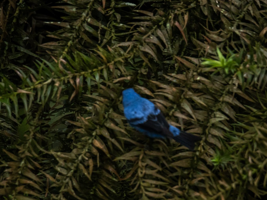 Blue-and-black Tanager - ML618401878
