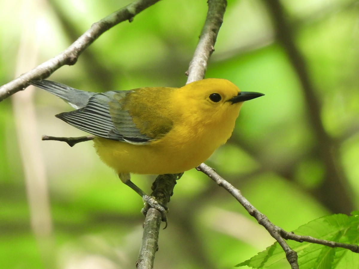 Prothonotary Warbler - ML618401892
