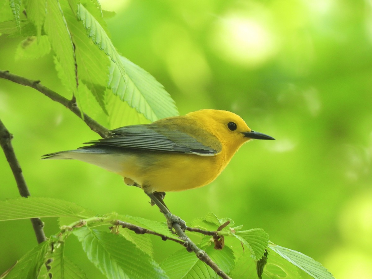 Prothonotary Warbler - ML618401893