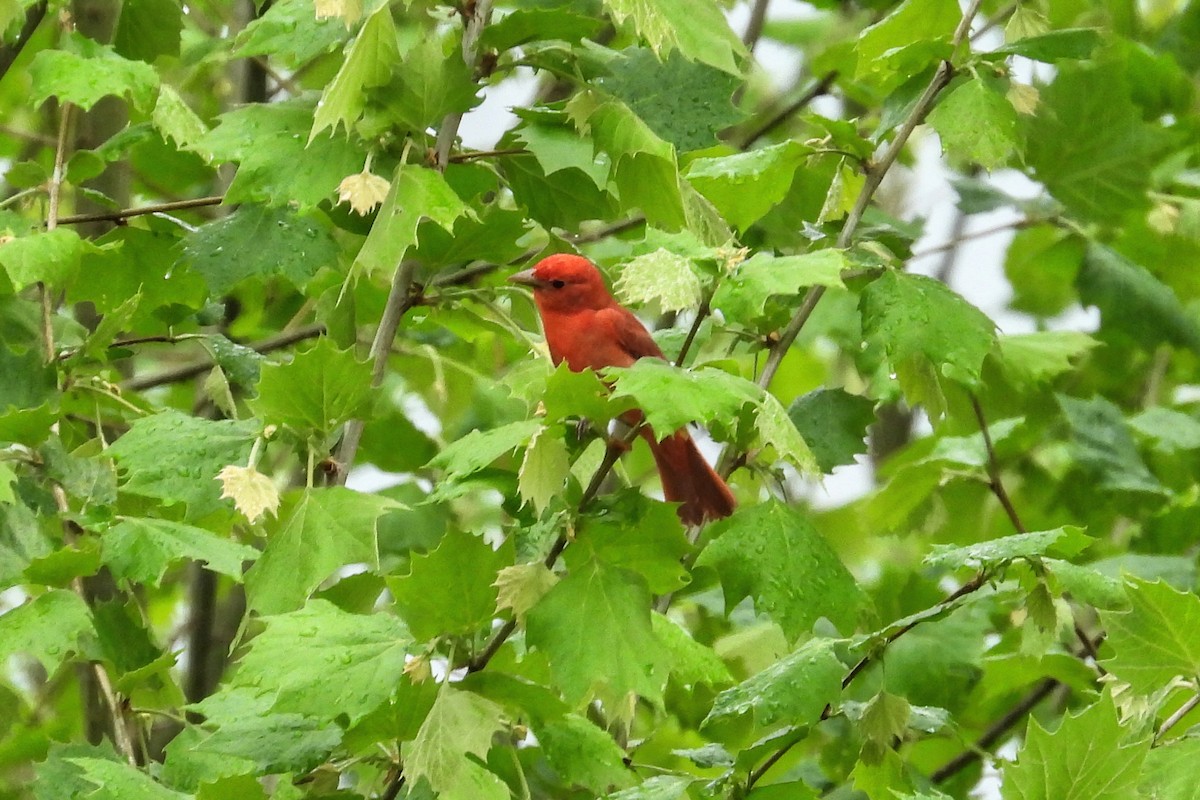 Summer Tanager - Anne Ensign
