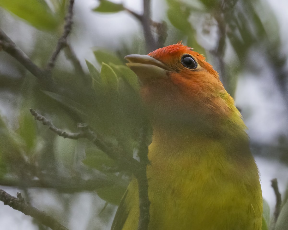 Western Tanager - ML618401915