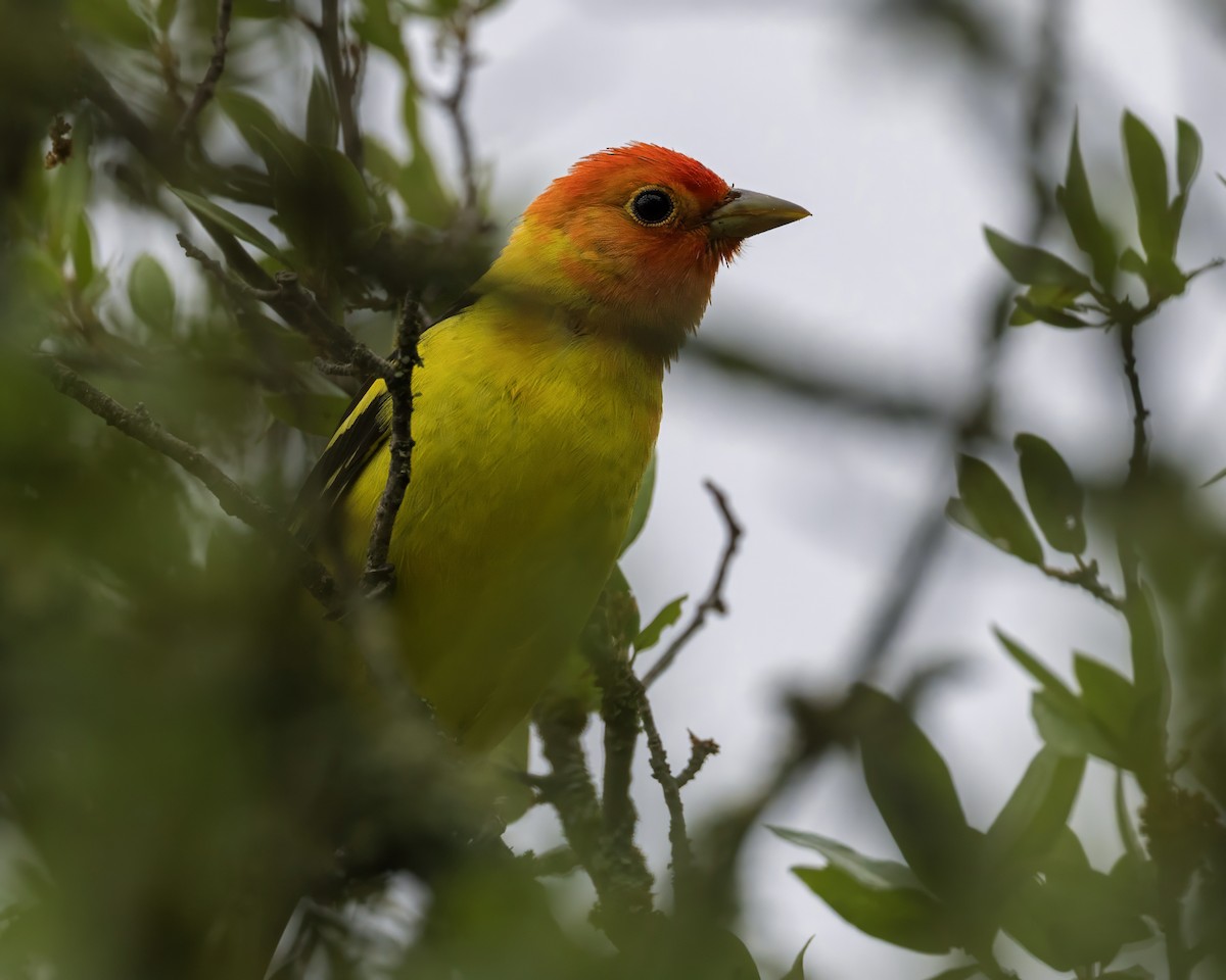 Western Tanager - ML618401925
