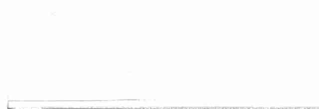 Chouette rayée - ML618401928