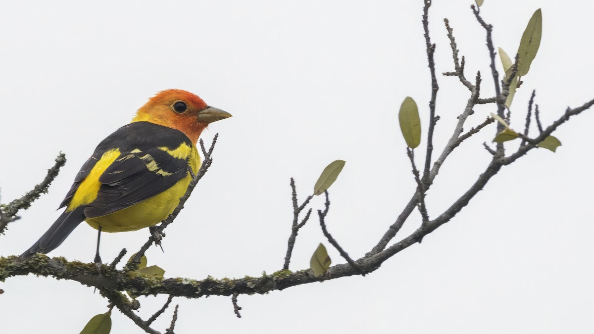 Western Tanager - ML618401937