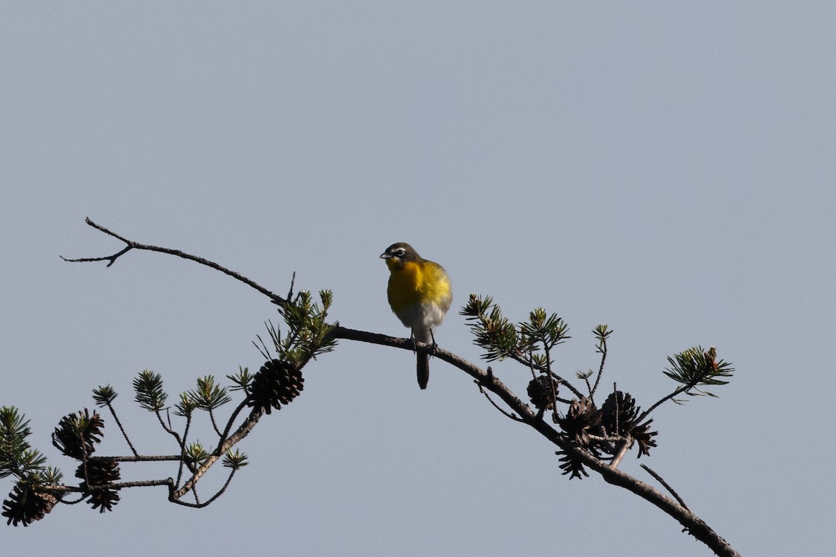 Yellow-breasted Chat - ML618401975