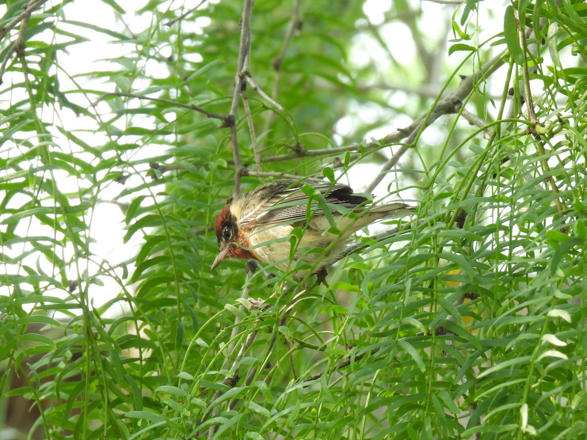 Bay-breasted Warbler - ML618401986