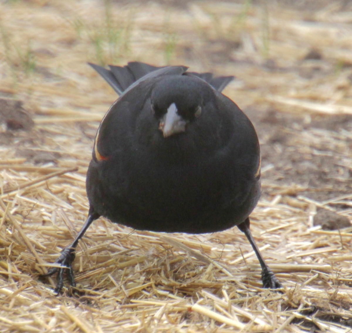 Red-winged Blackbird (Red-winged) - ML618401992