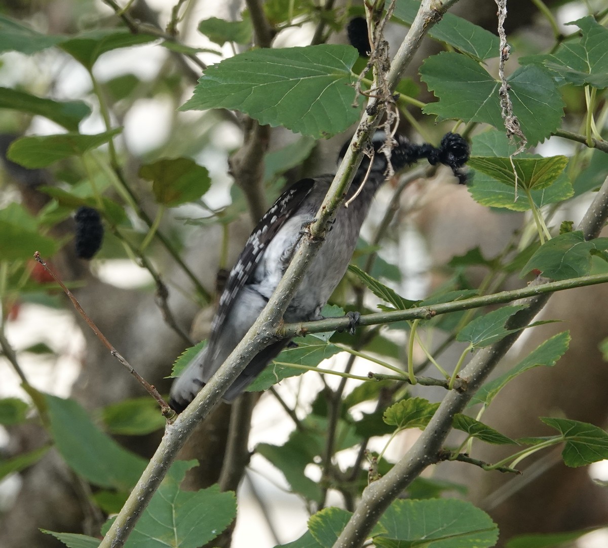 Downy Woodpecker (Eastern) - ML618402011