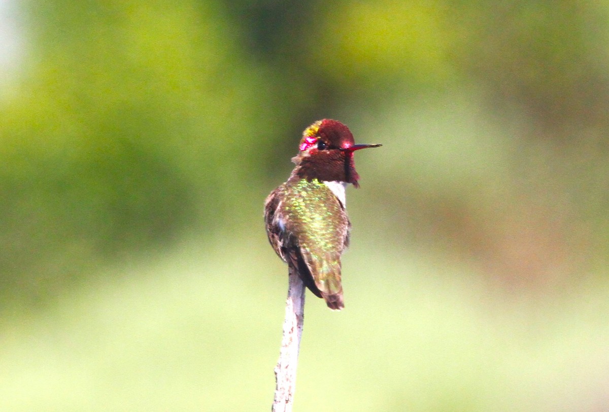 Anna's Hummingbird - ML618402036