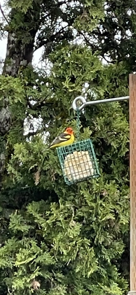 Western Tanager - ML618402050