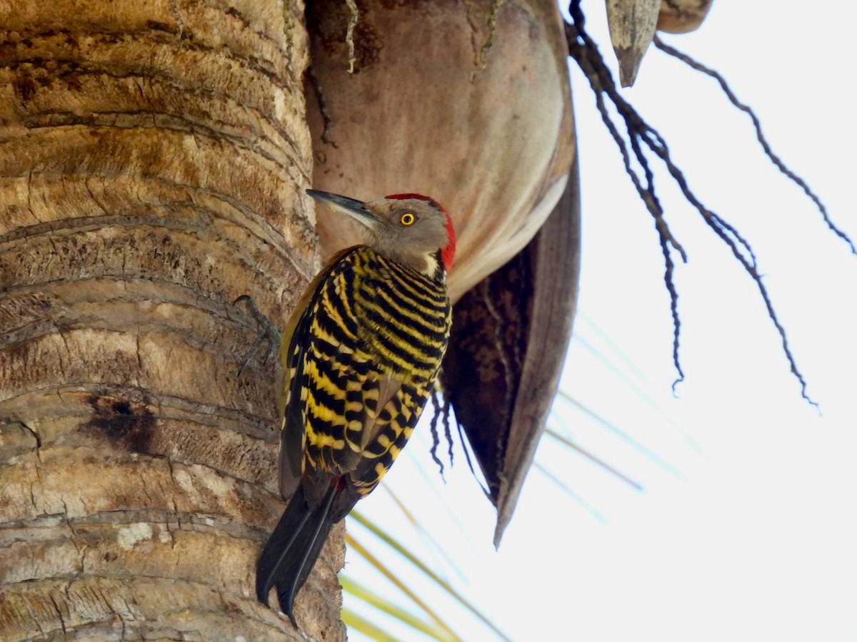 Hispaniolan Woodpecker - ML618402098