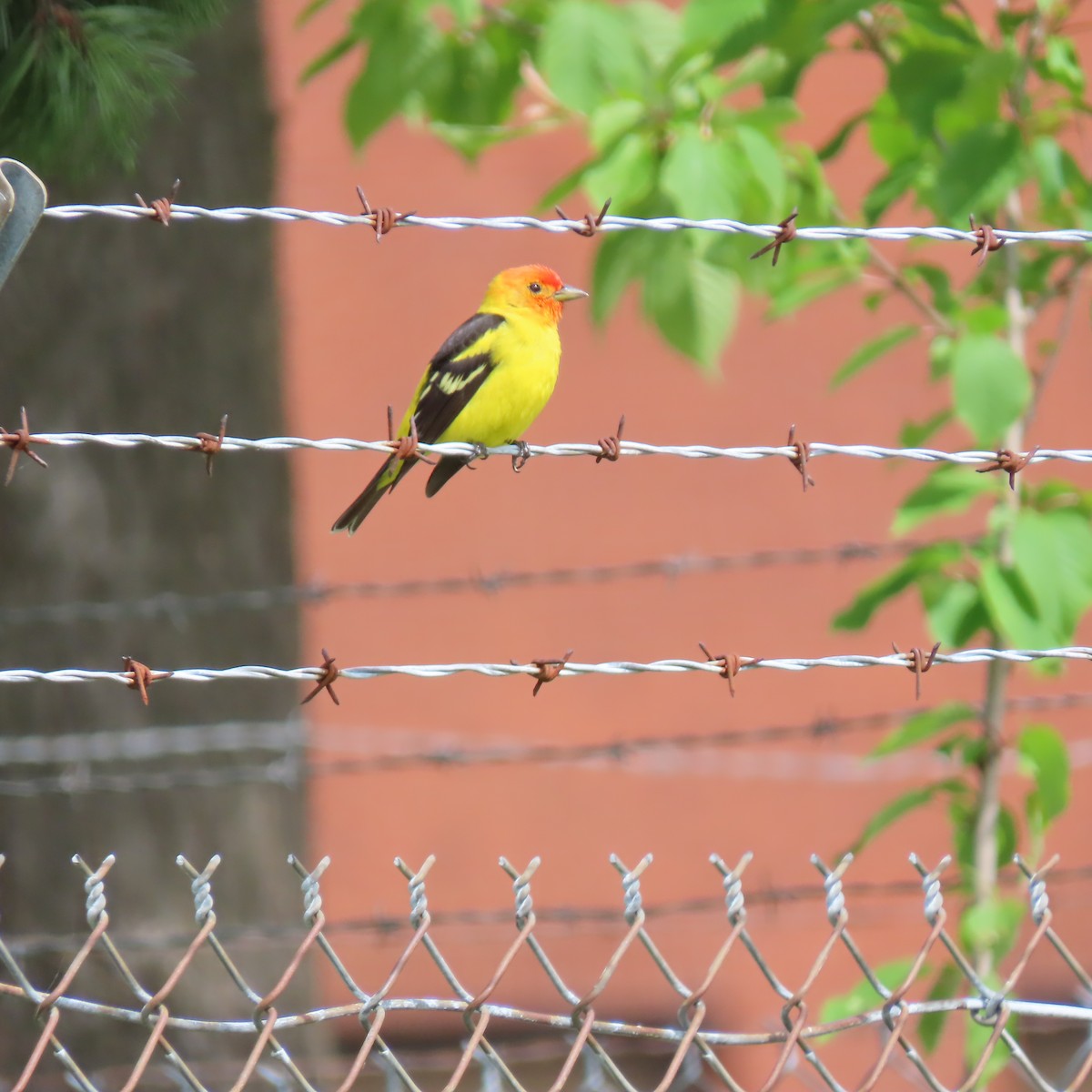 Western Tanager - ML618402122