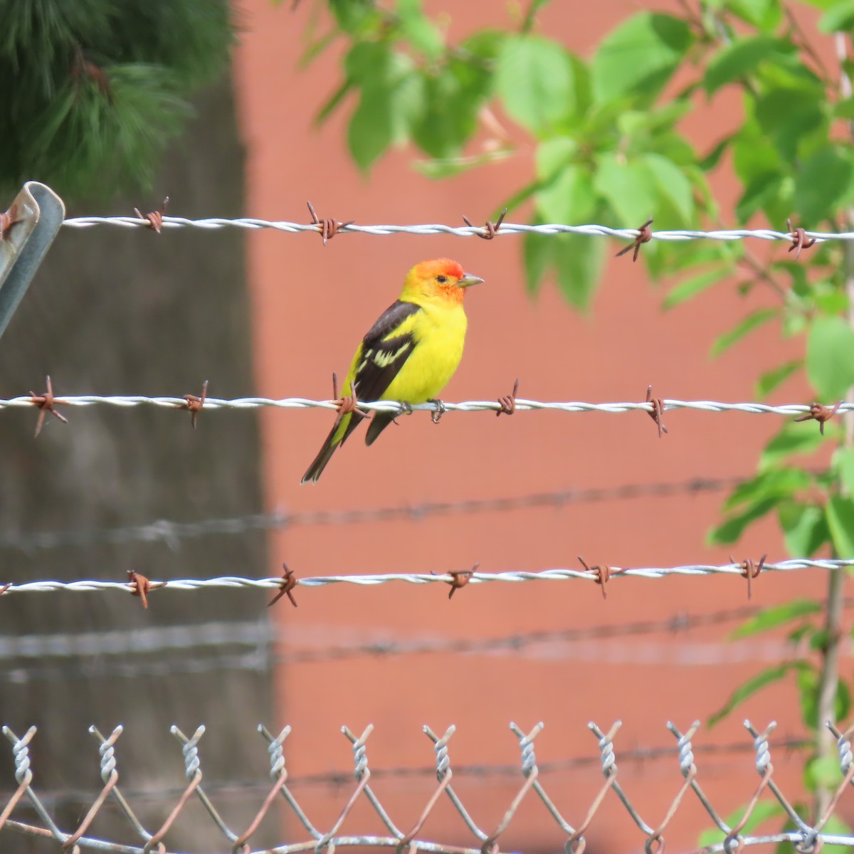 Western Tanager - ML618402124