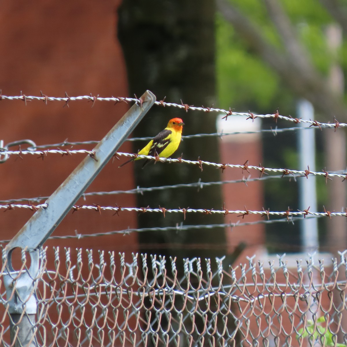 Western Tanager - ML618402125
