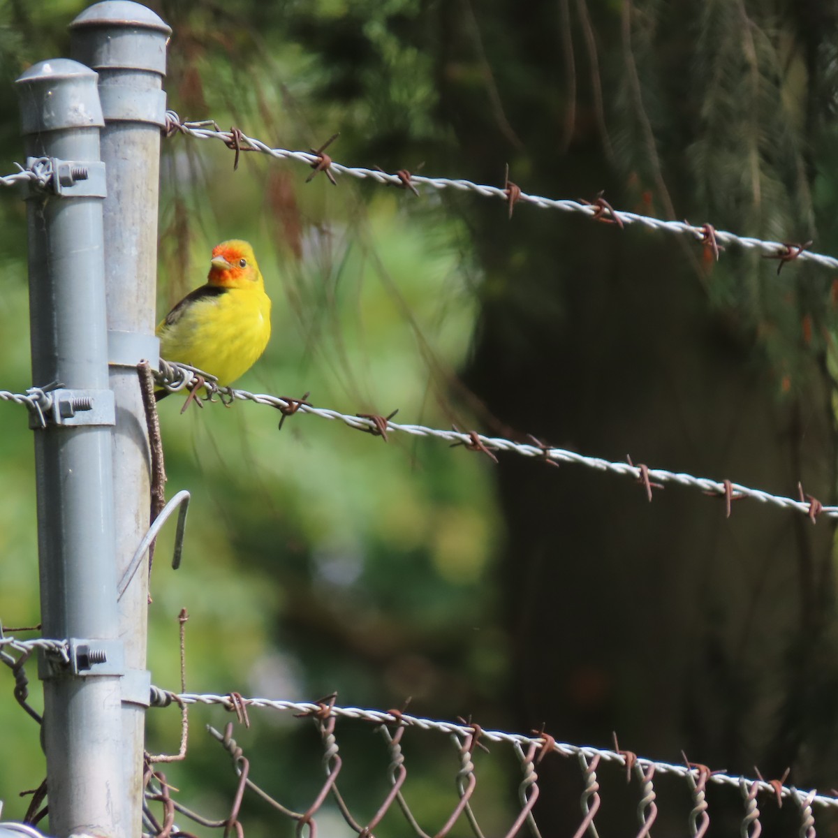 Western Tanager - ML618402126