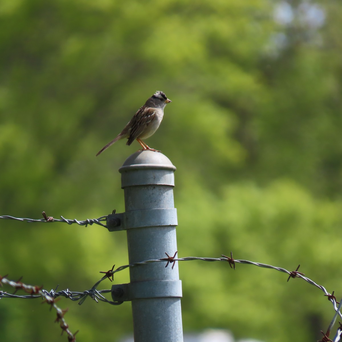 White-crowned Sparrow - ML618402143