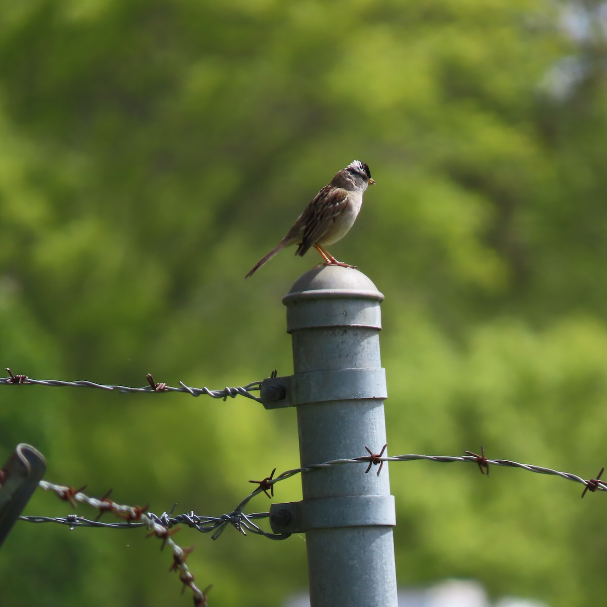 White-crowned Sparrow - ML618402144