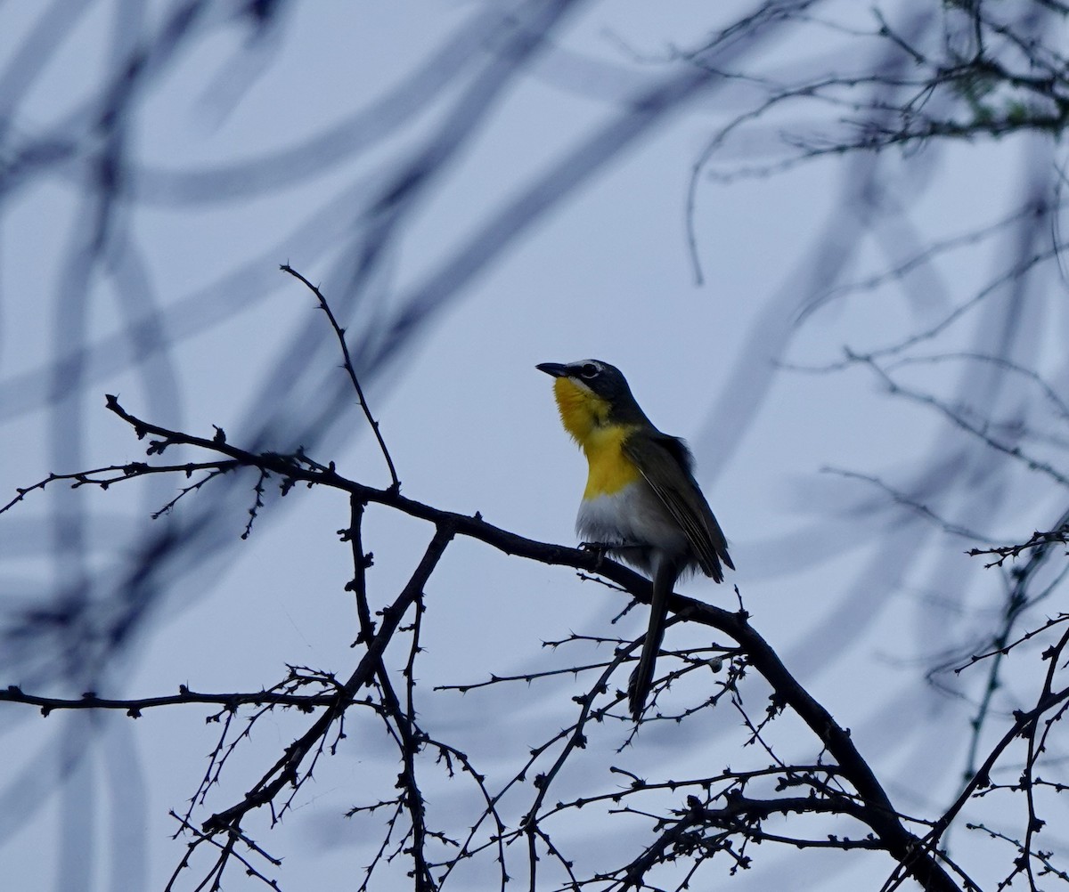 Yellow-breasted Chat - ML618402179