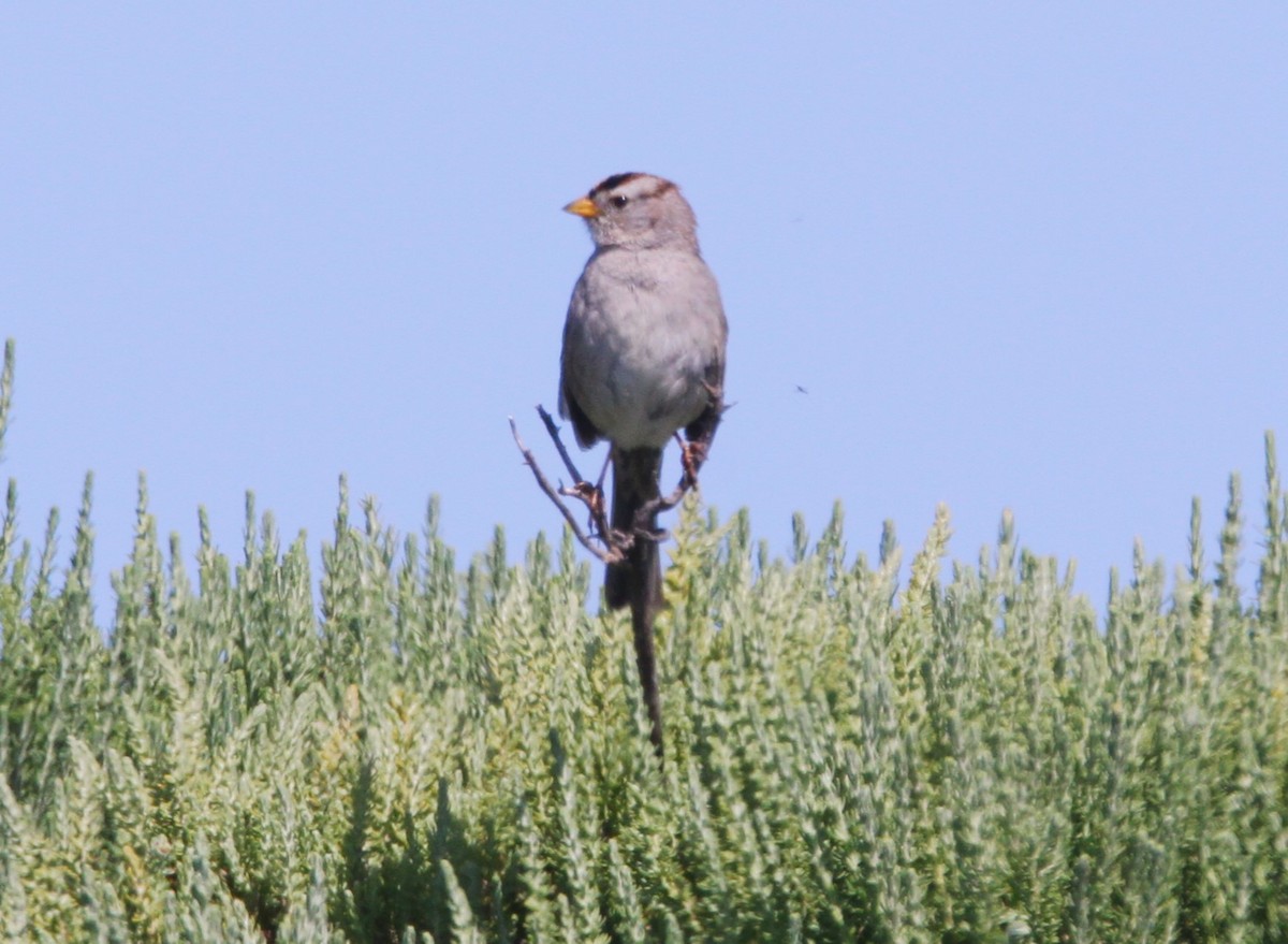 White-crowned Sparrow - ML618402186
