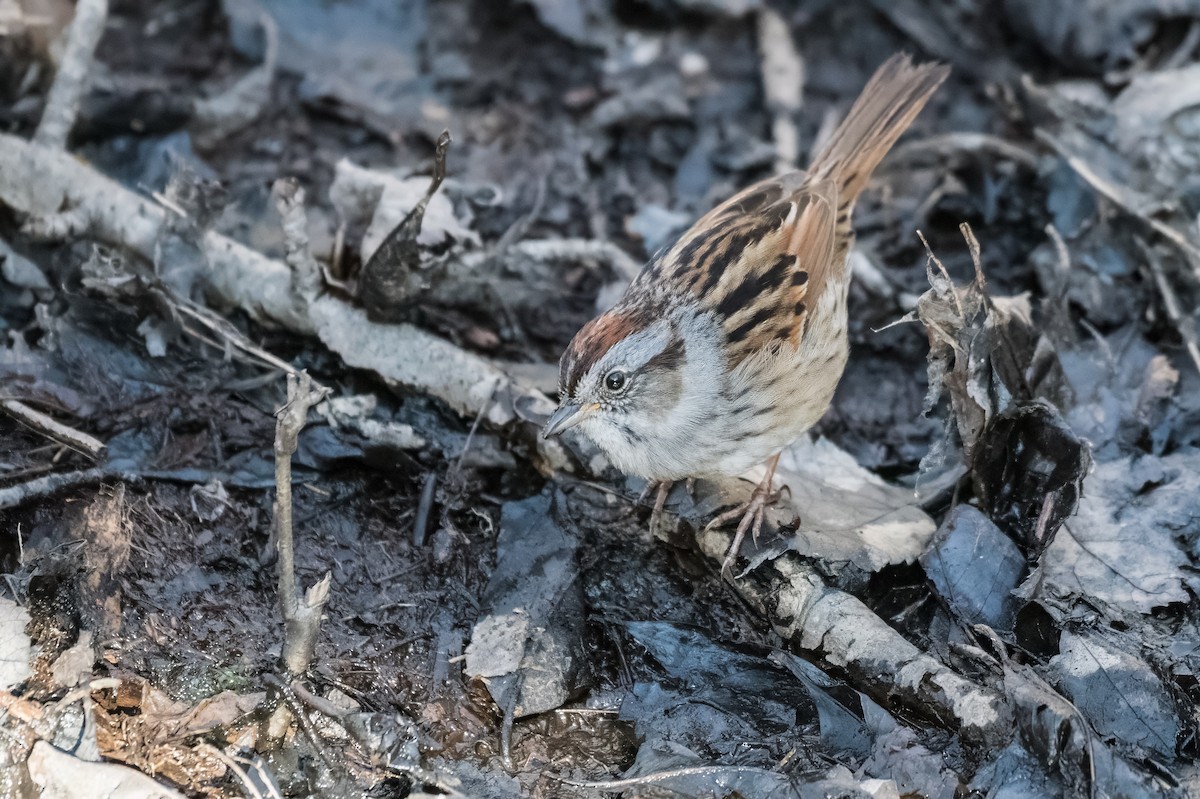 Swamp Sparrow - ML618402209