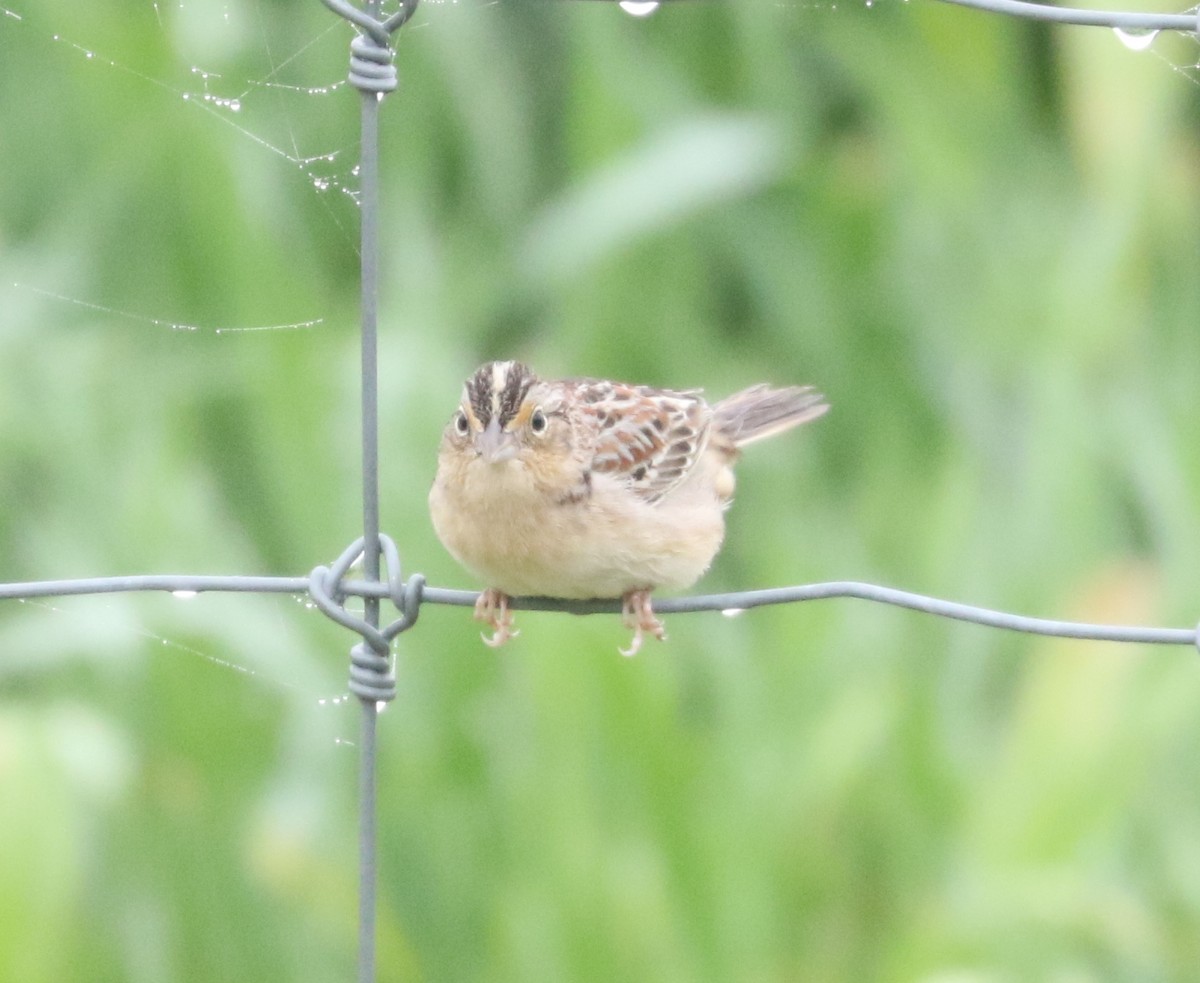 Grasshopper Sparrow - ML618402230