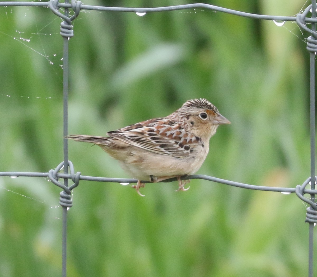 Grasshopper Sparrow - ML618402231
