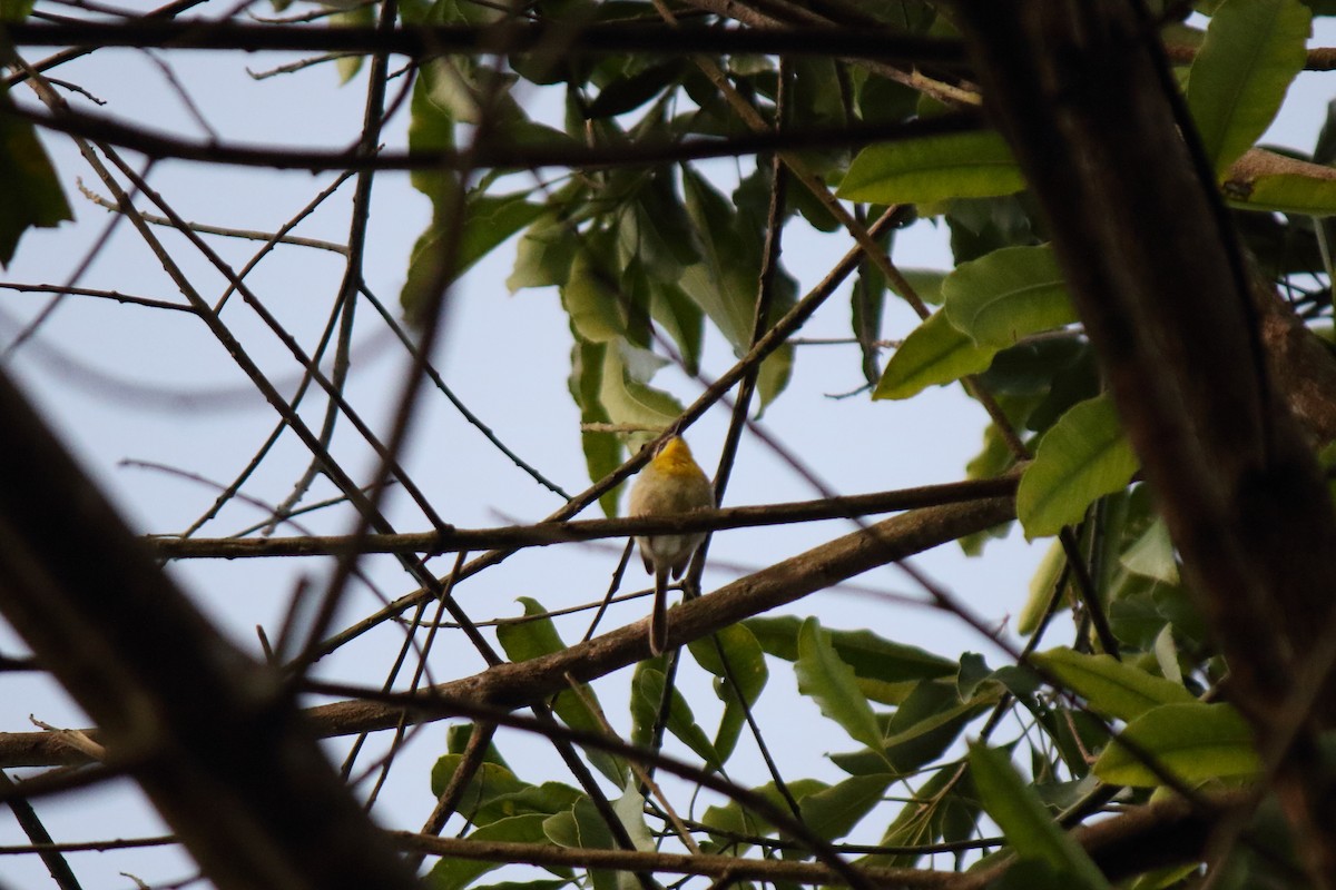 Rufous-capped Warbler - ML618402240