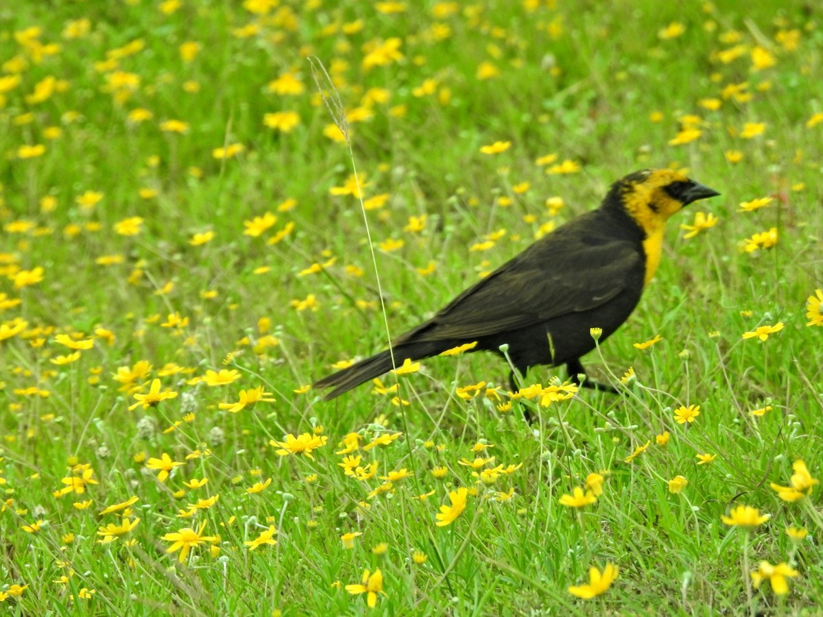 Yellow-headed Blackbird - ML618402308