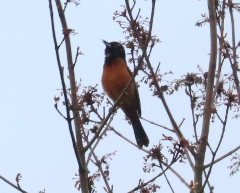 Orchard Oriole - ML618402322