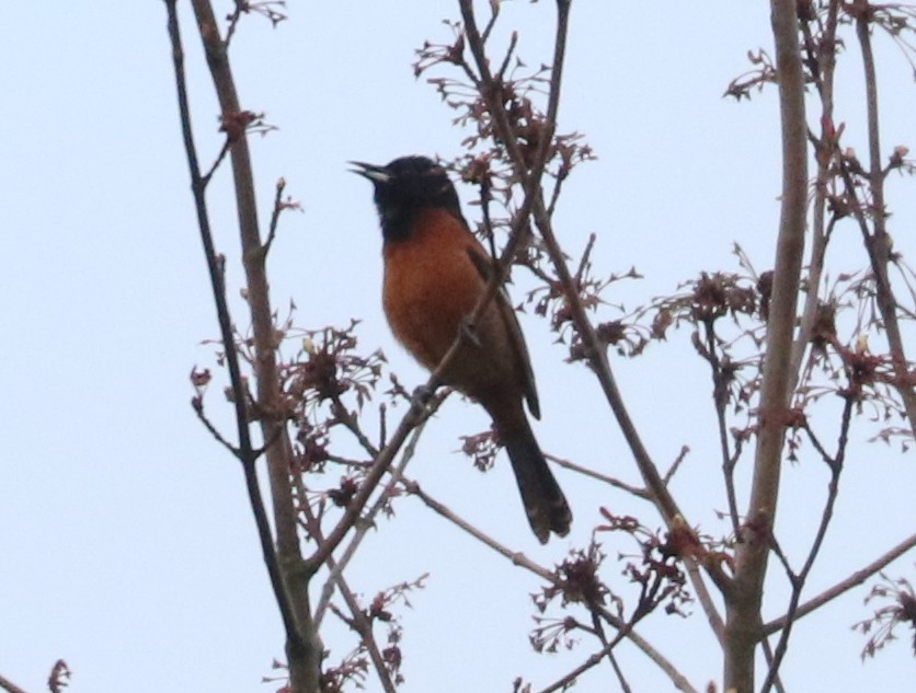 Orchard Oriole - ML618402323