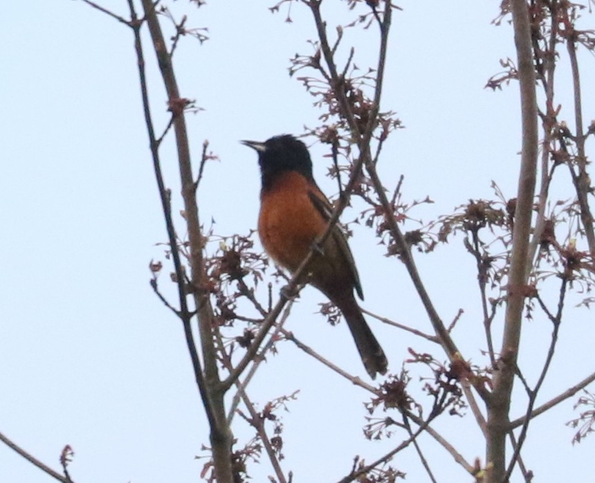 Orchard Oriole - ML618402324