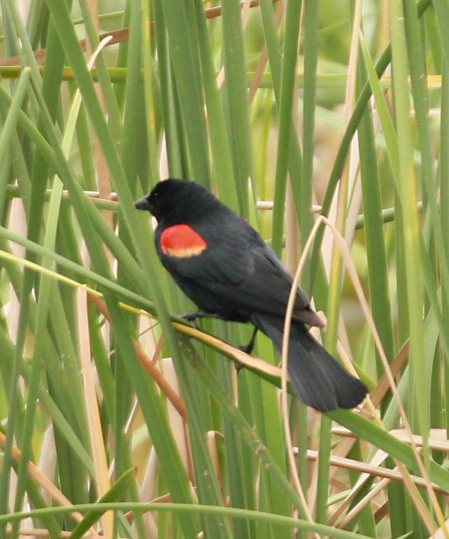 Red-winged Blackbird - Karen Suarez